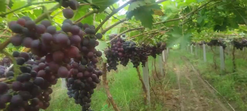 蜜光葡萄