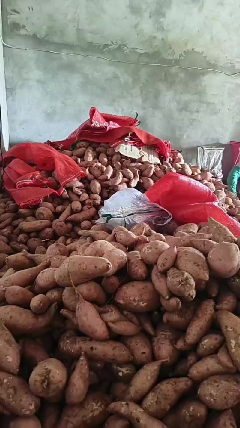 常年大量供应龙九红薯，支持各种规格各种包装