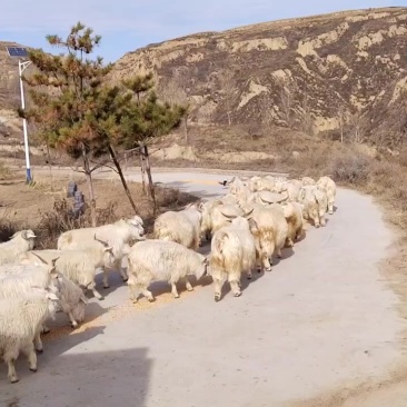 跑山羊