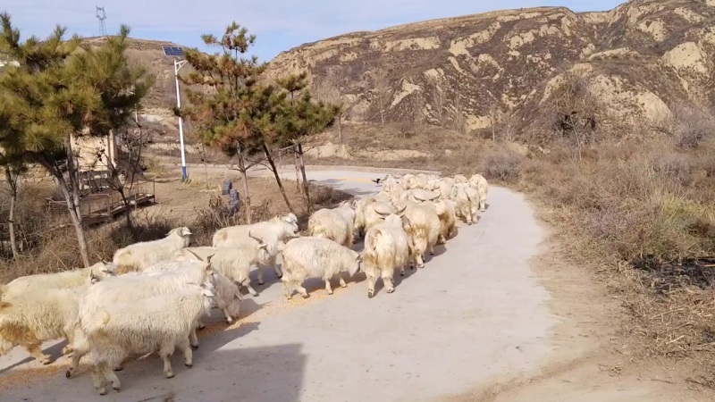 跑山羊