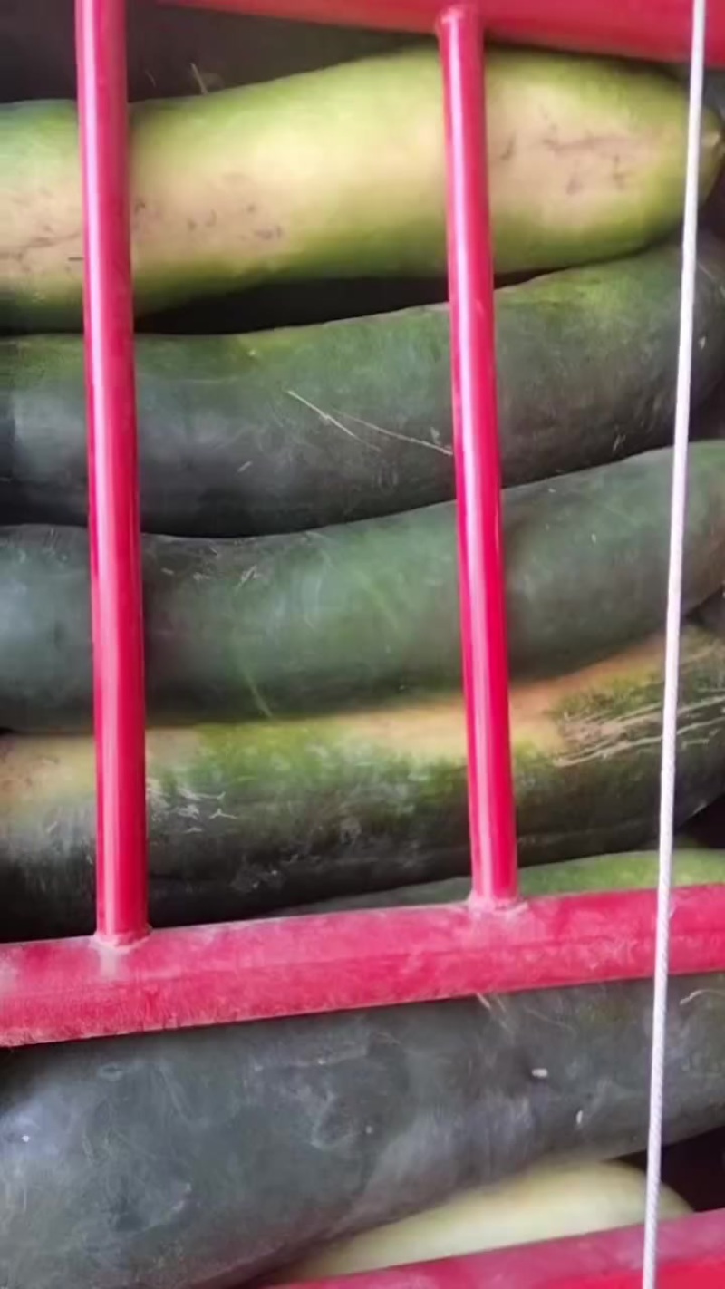 陕西大荔沙底冬瓜，