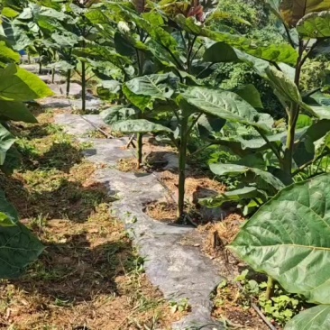 树番茄