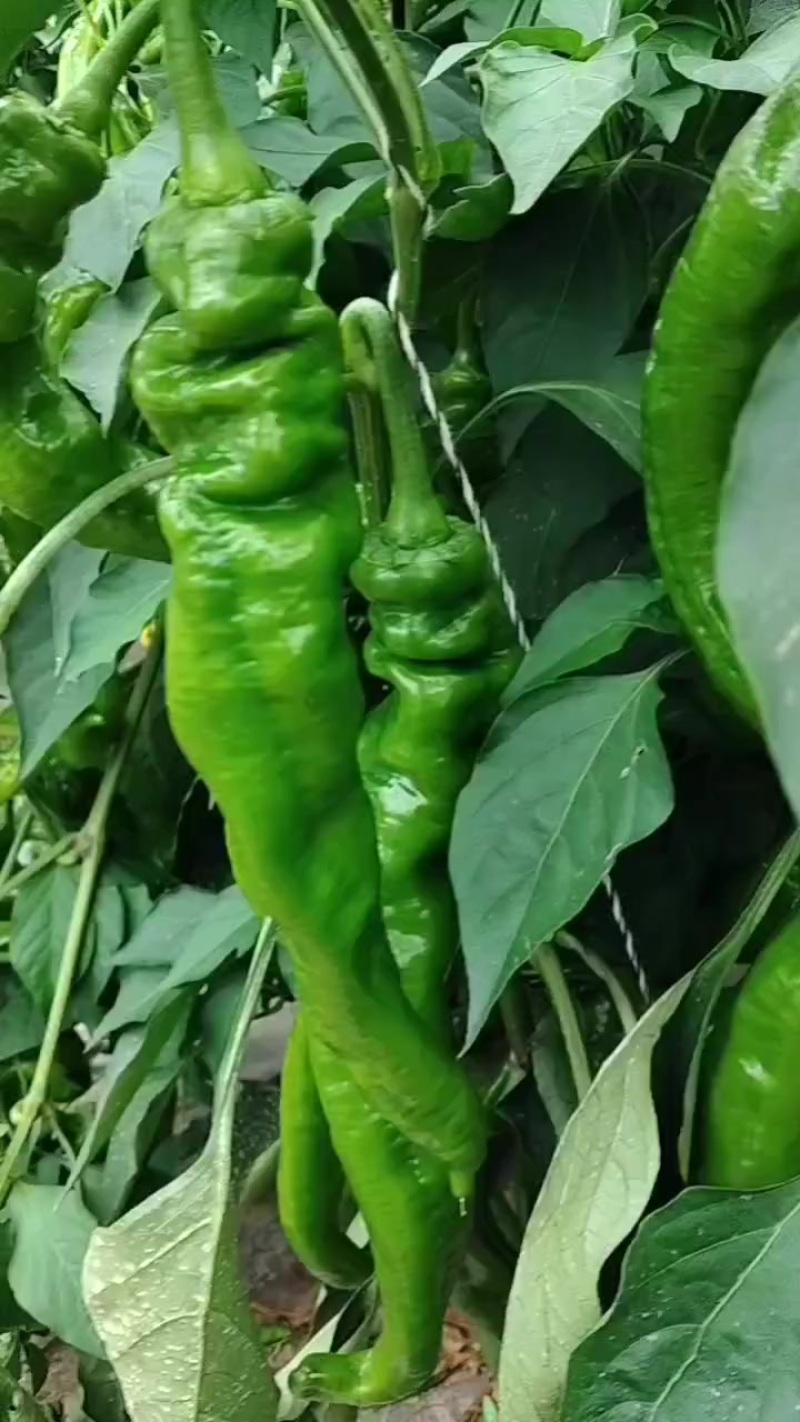 陇椒青椒长红椒