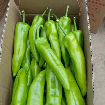 陇椒青椒长红椒