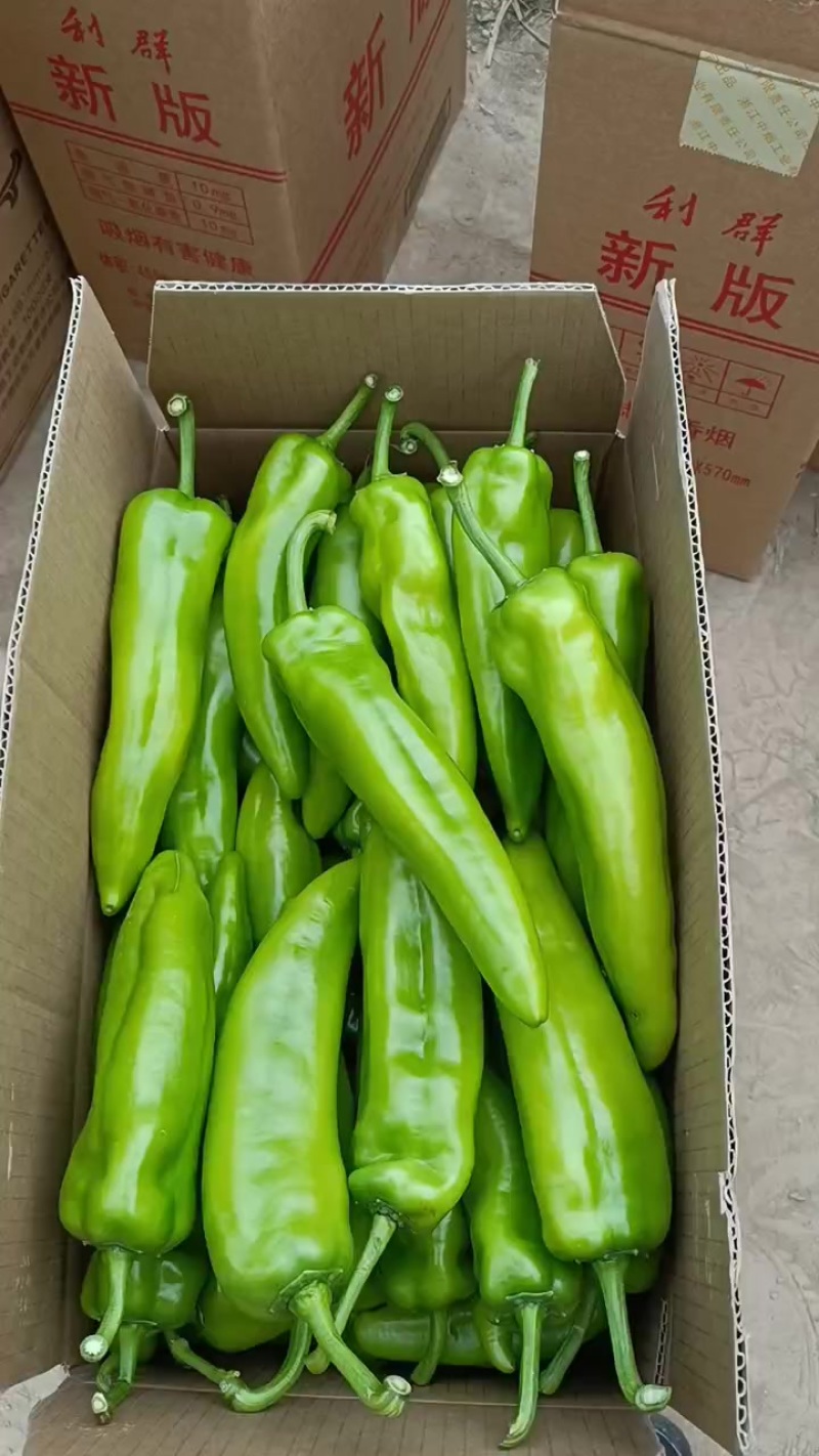 陇椒青椒长红椒