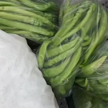 冷棚冷棚尖椒大量上市