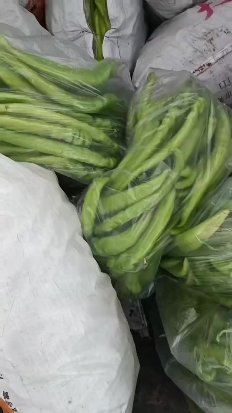 冷棚冷棚尖椒大量上市