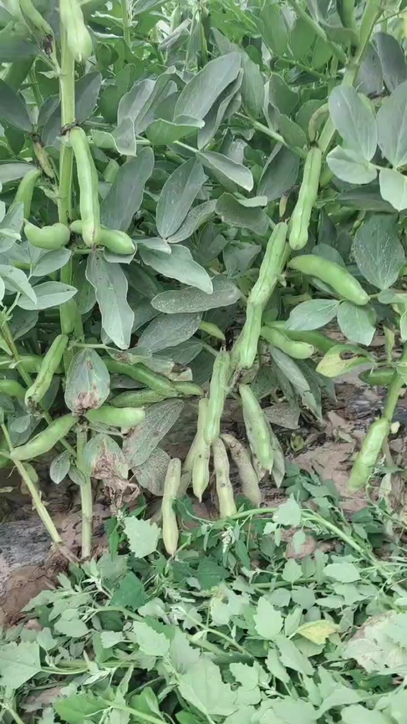 蚕豆角