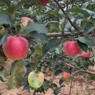 鲁丽