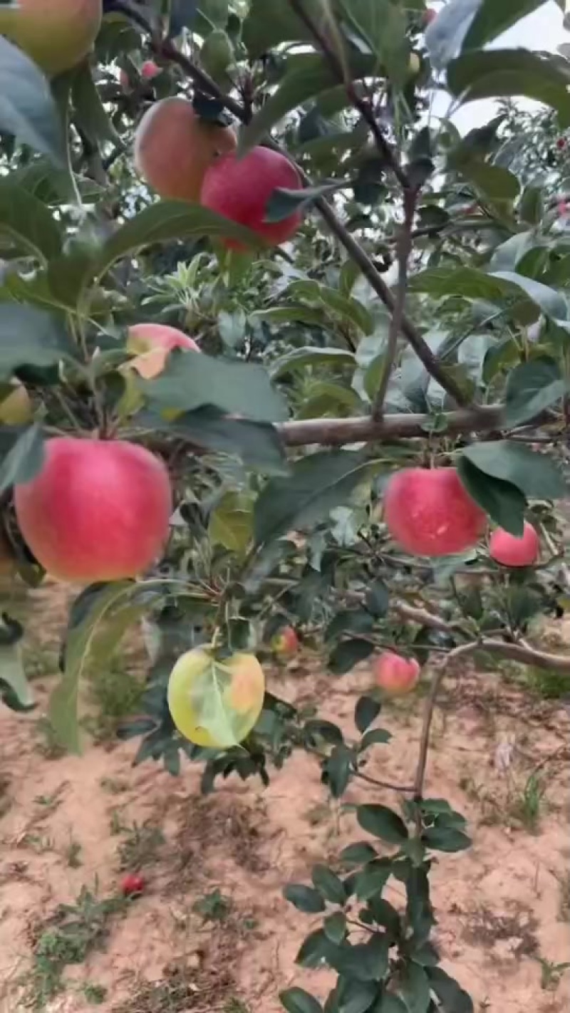 鲁丽