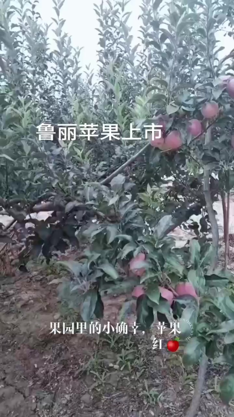 鲁丽