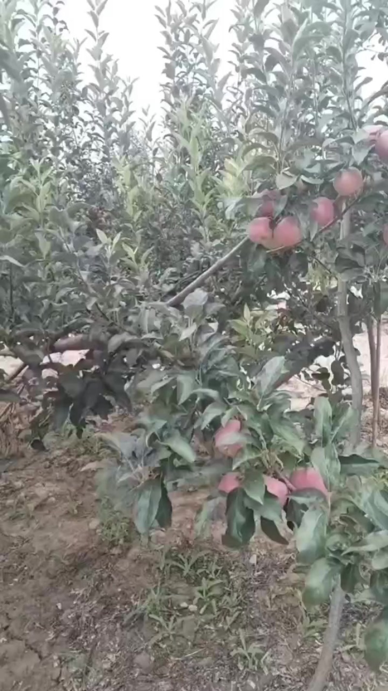 鲁丽