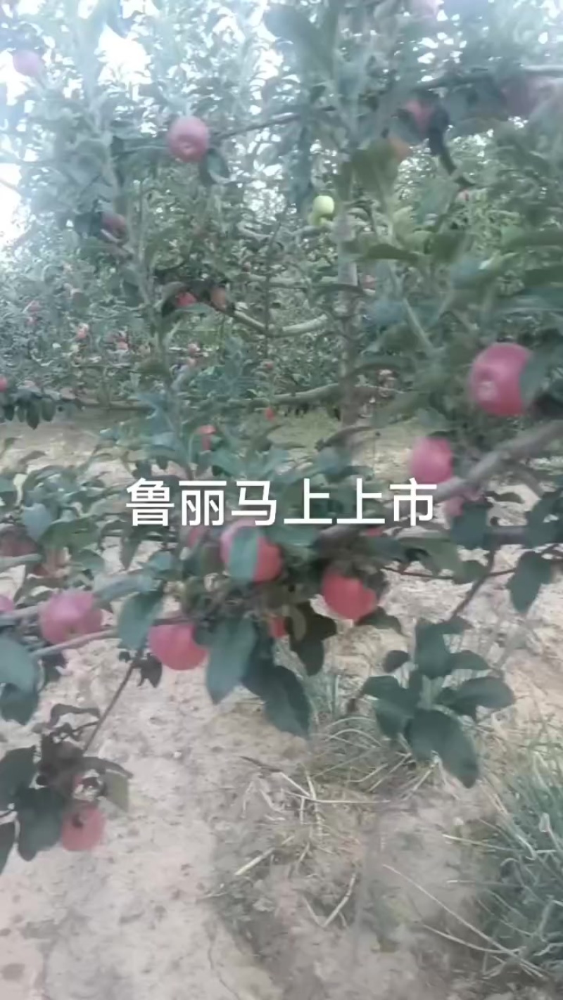 鲁丽