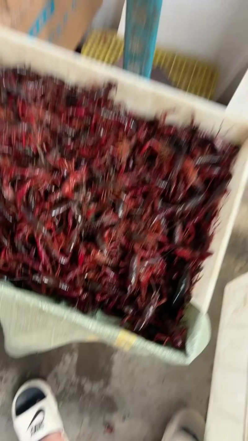 小龙虾批发特价大量有货