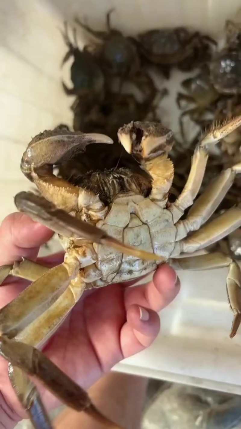 大闸蟹六月黄精品货大量批发，