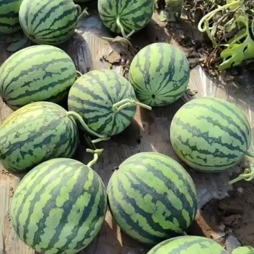 山西无籽麒麟瓜（品种美都）