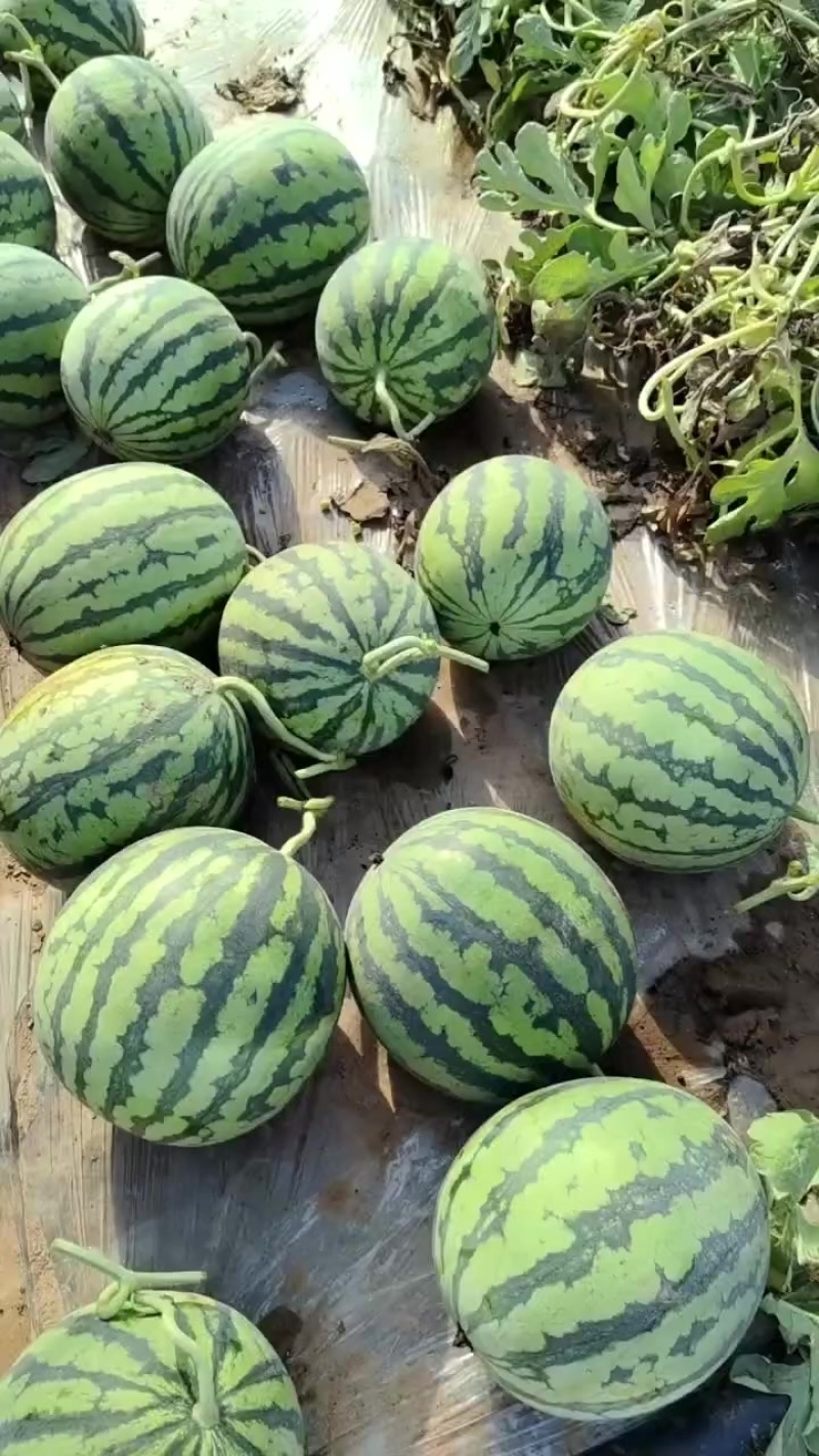 山西无籽麒麟瓜（品种美都）