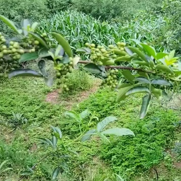 青花椒