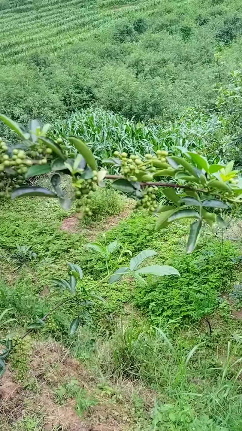 青花椒