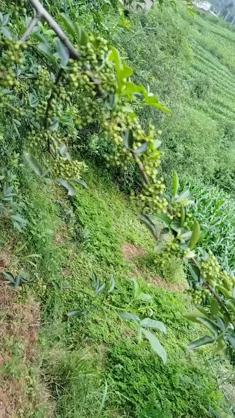 青花椒