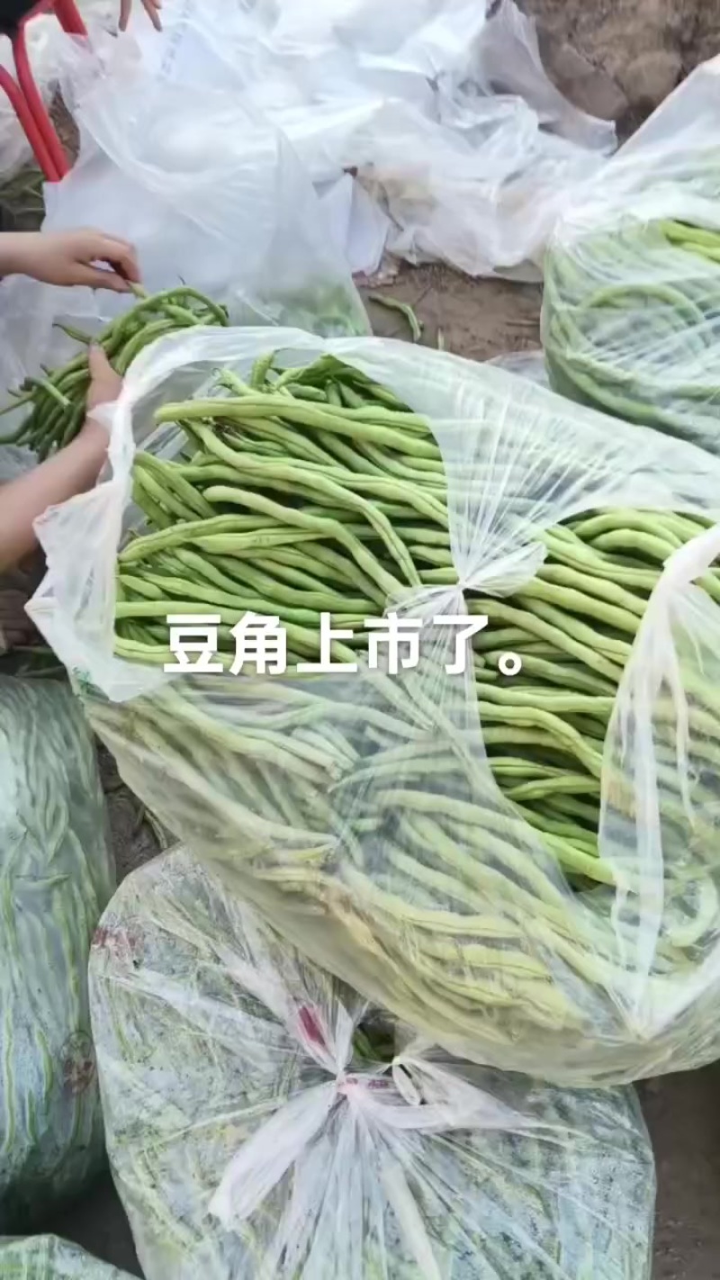 无丝豆