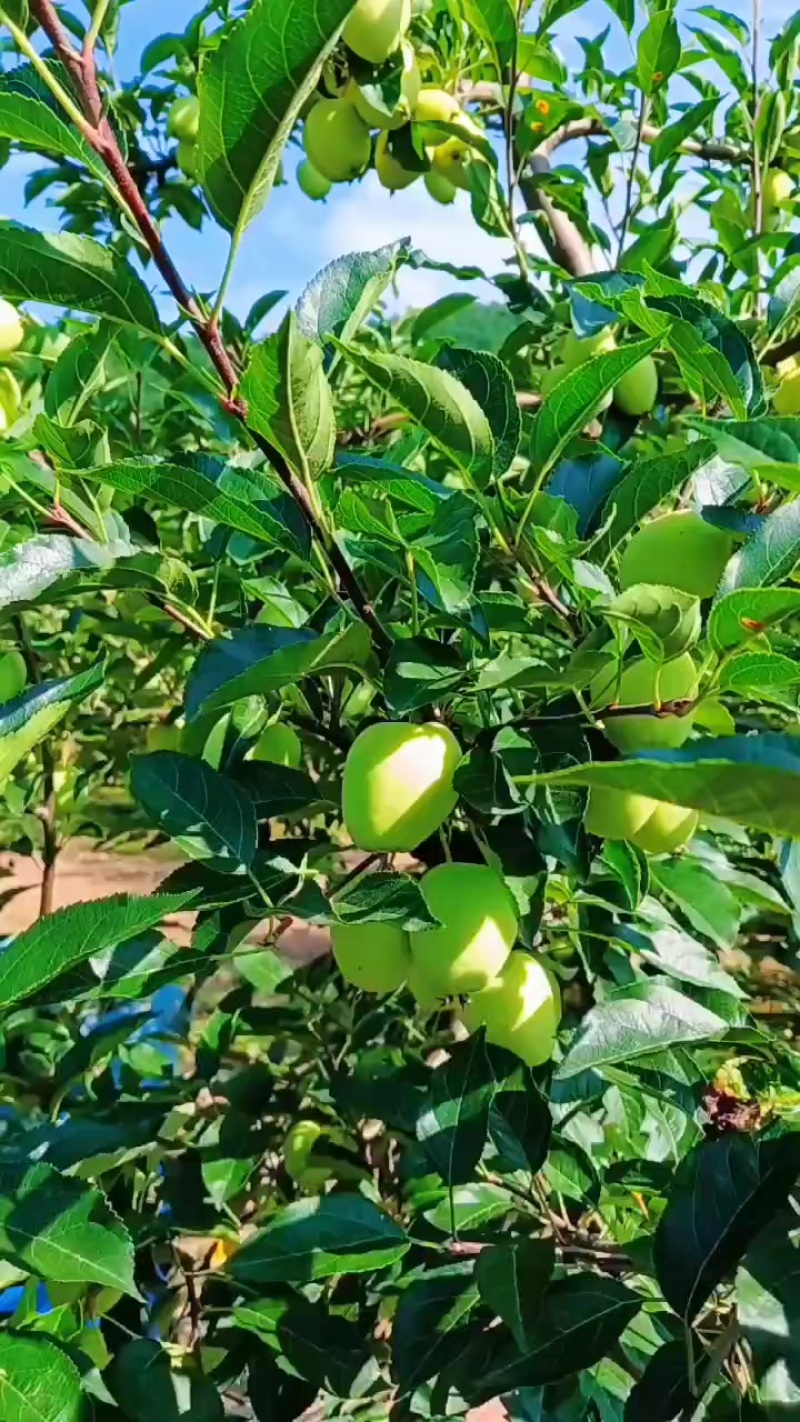 鸡心果