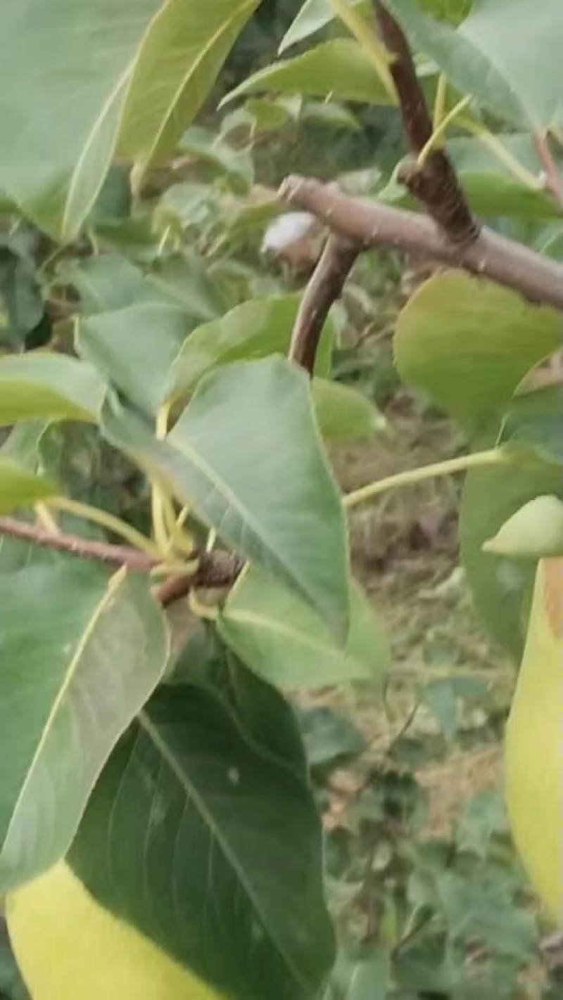 贵妃梨