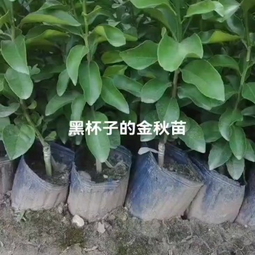 金秋苗