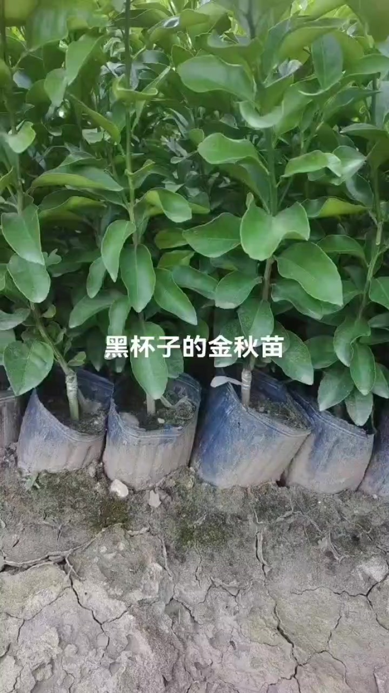 金秋苗