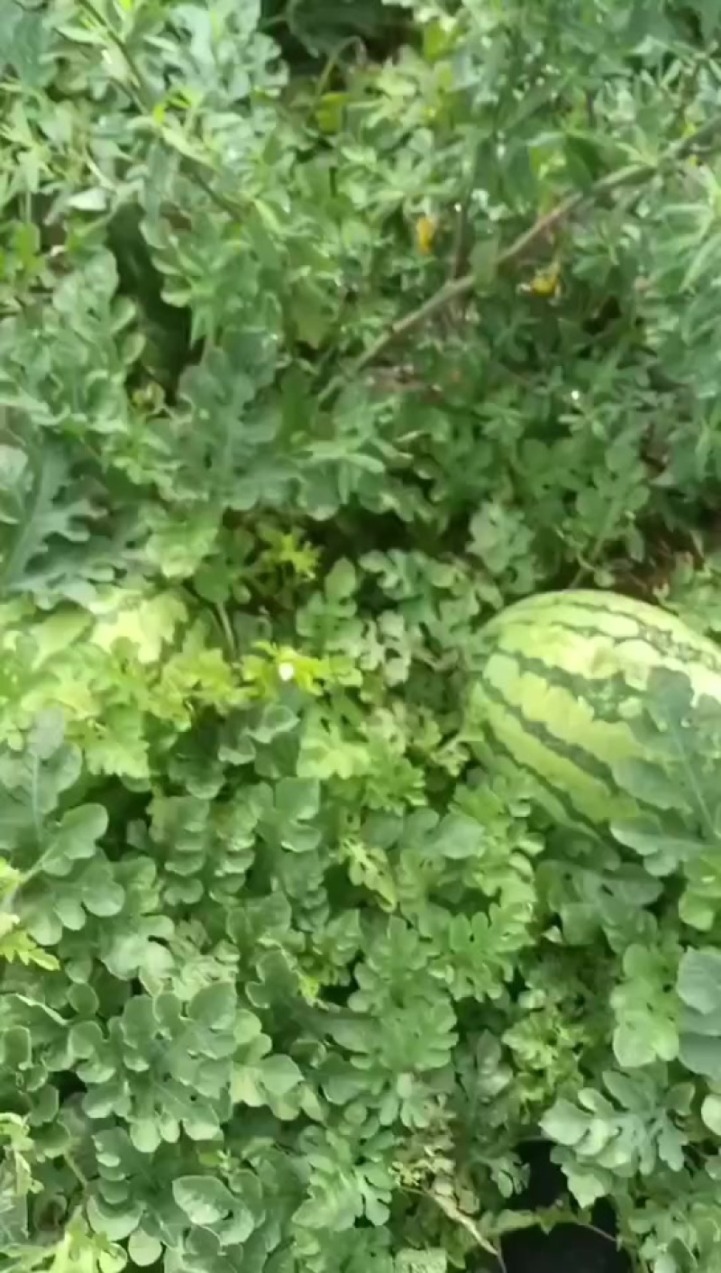 和林格尔西瓜