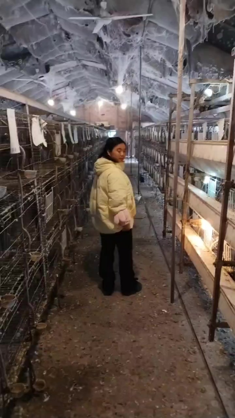 鸽子
