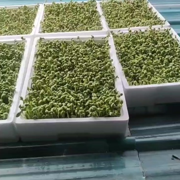 豆苗