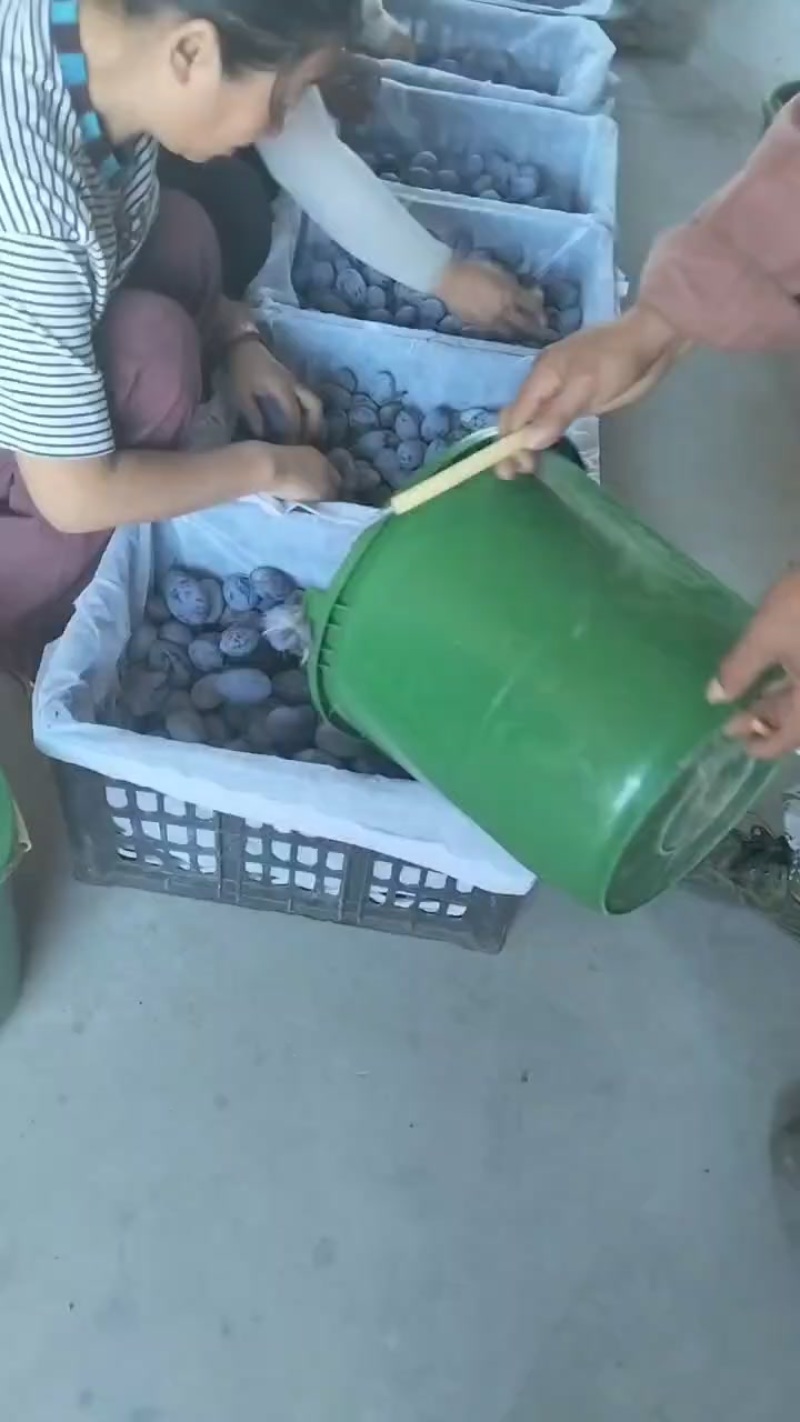 蓝西梅