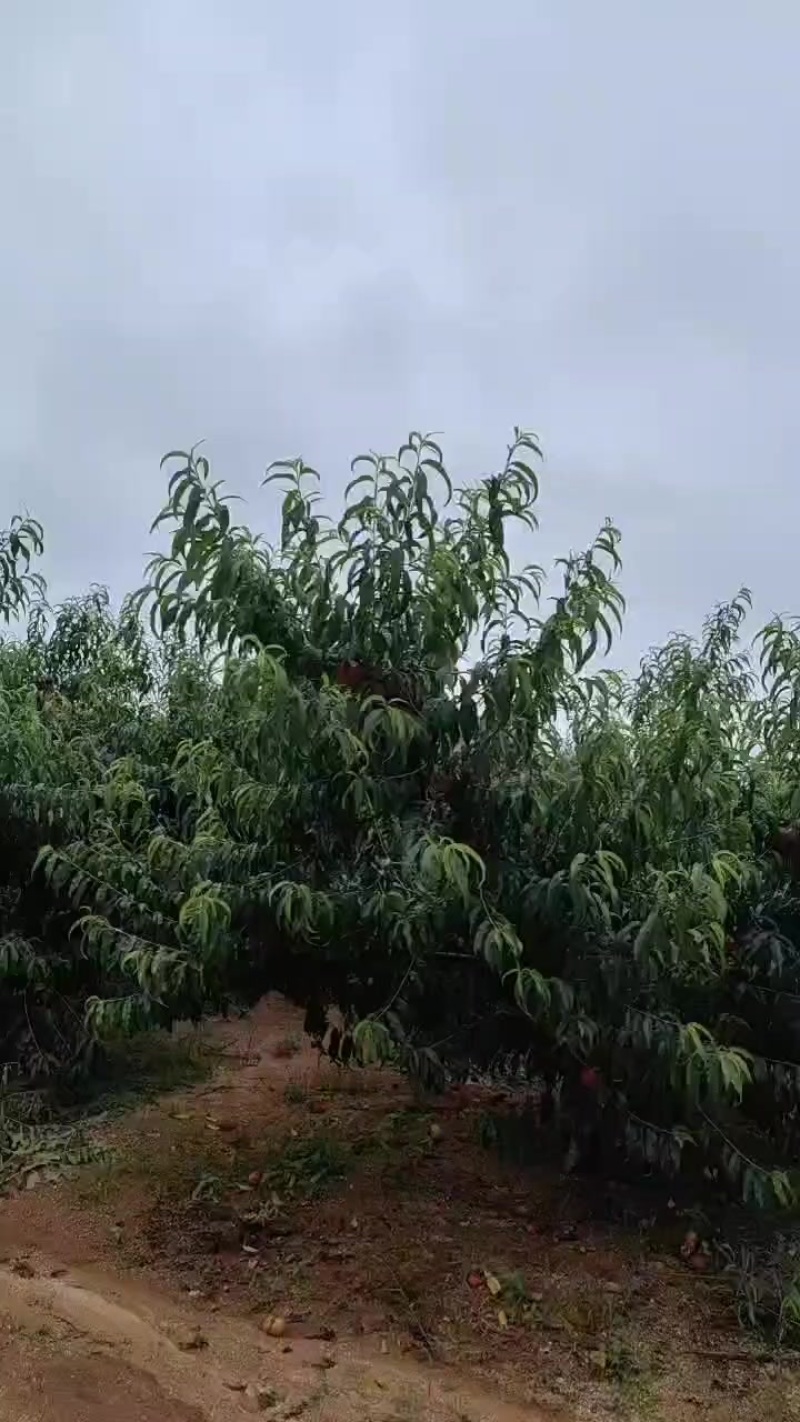 辽宁大连油桃