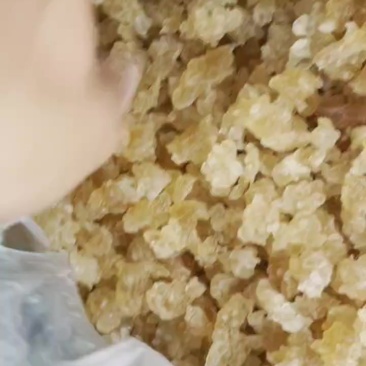 天然雪燕