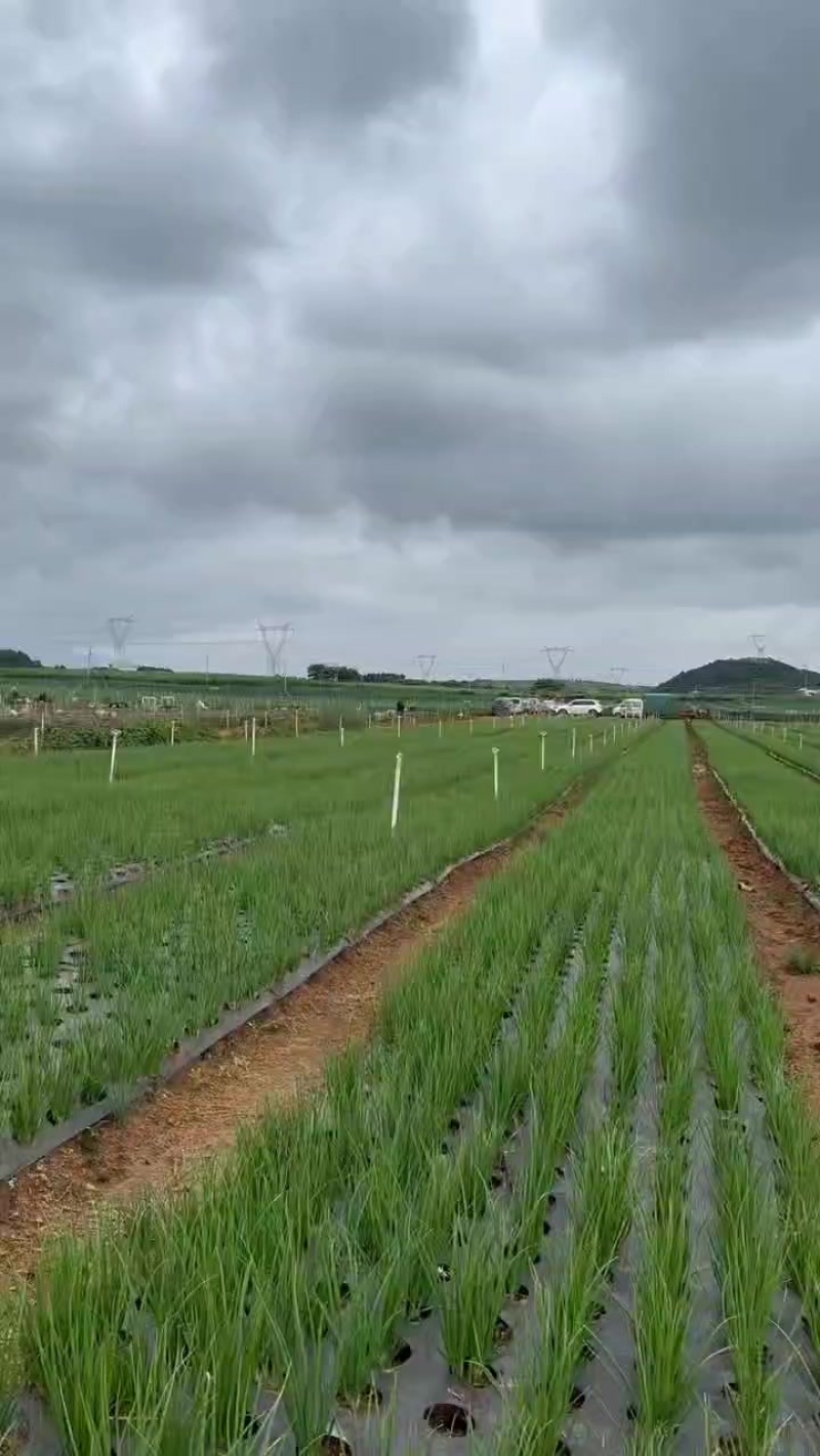 小葱