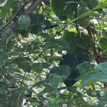 饮蜜九号百香果