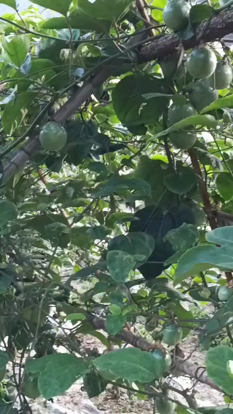 饮蜜九号百香果