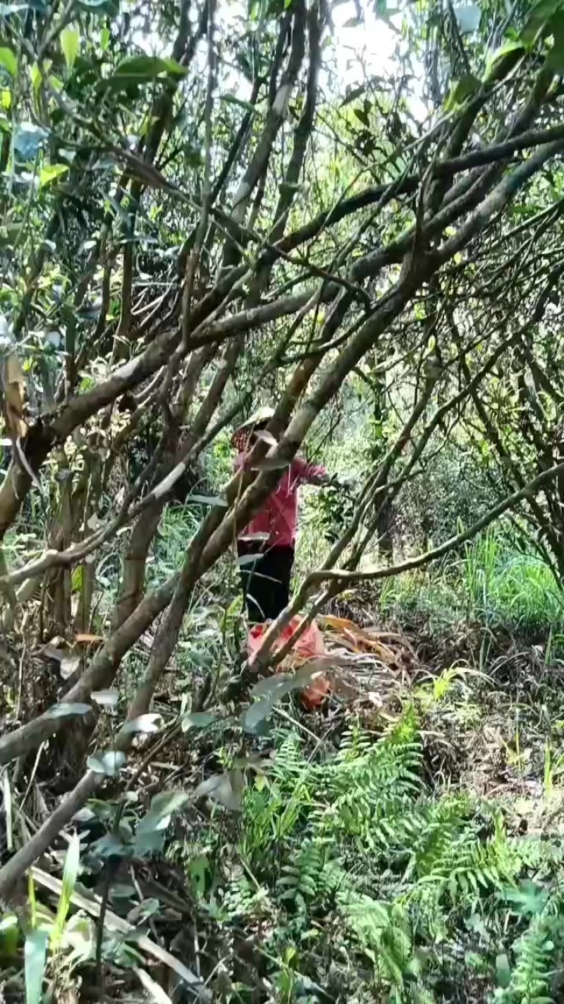 野生高山茶