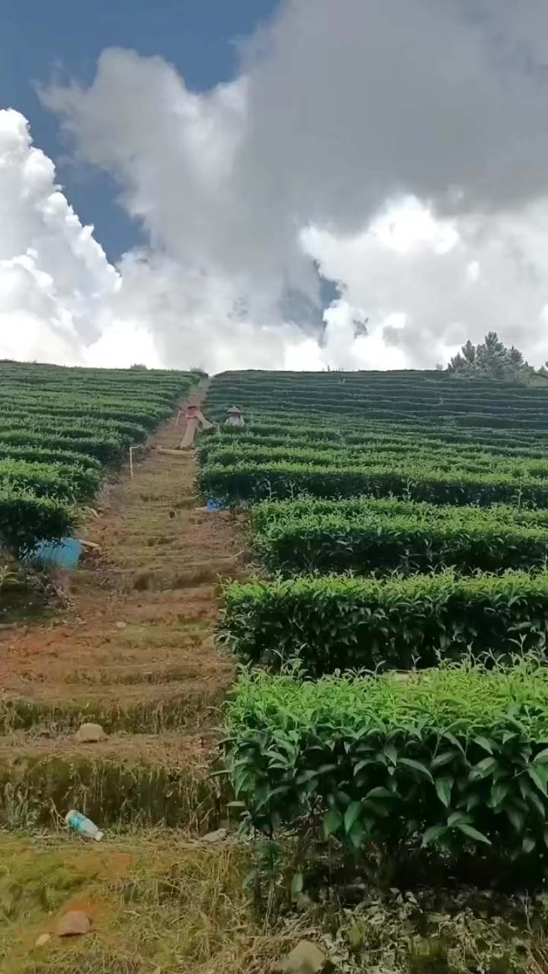 野生高山茶