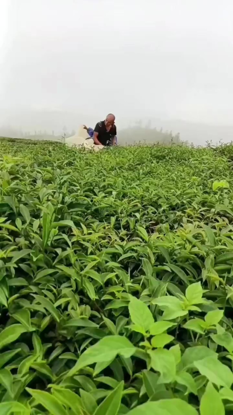 野生高山茶