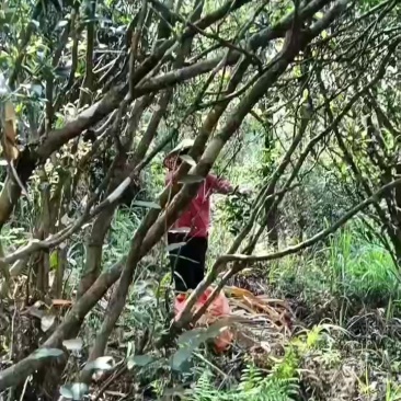 野生高山茶