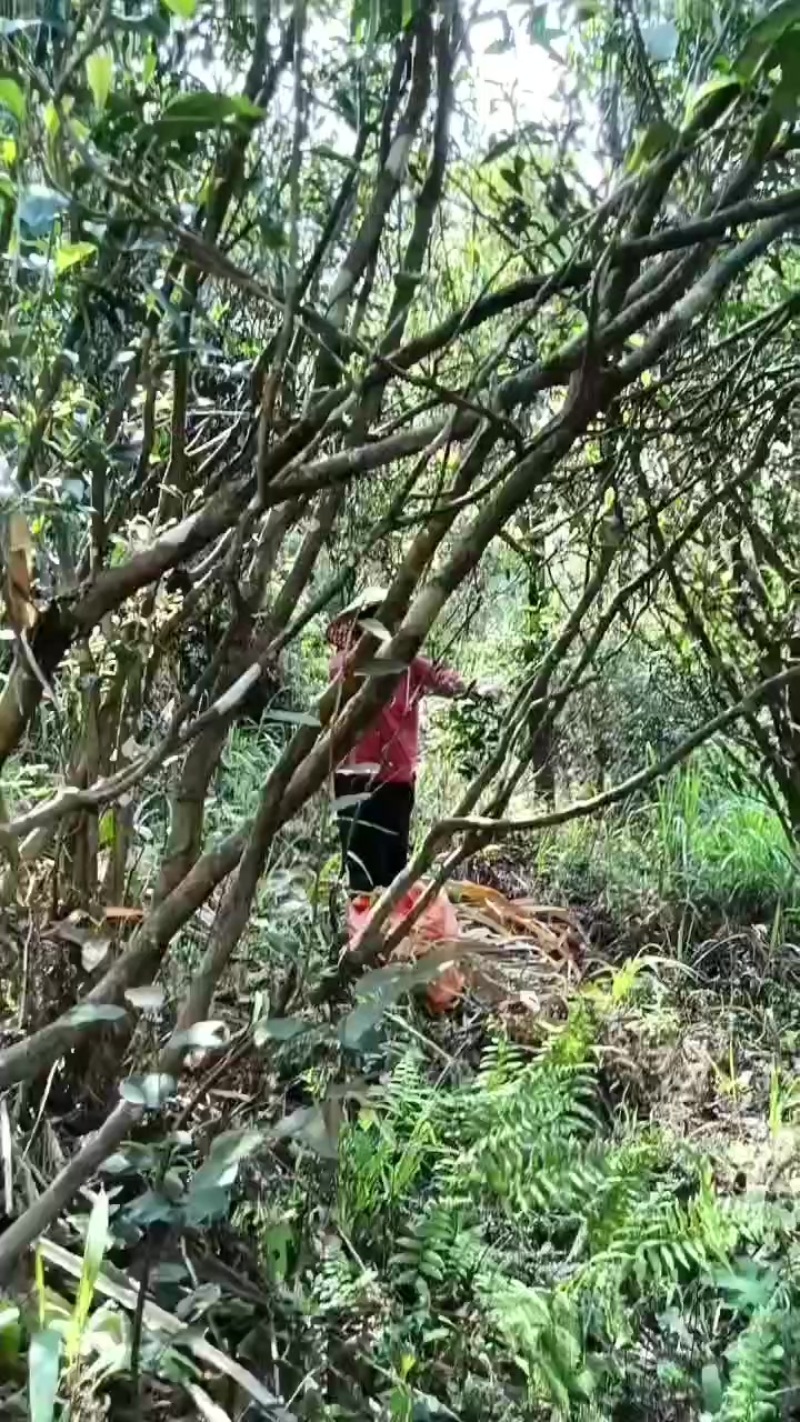野生高山茶