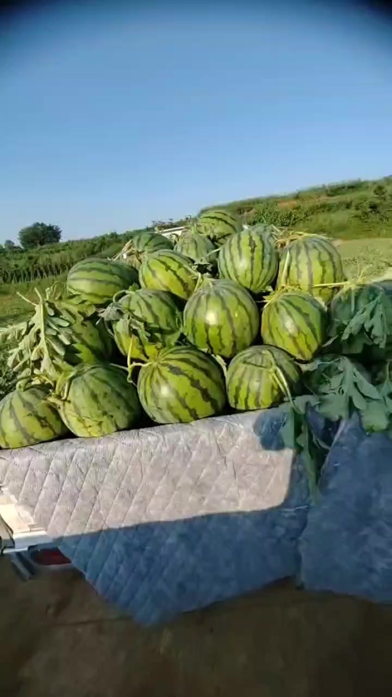 安顺露天西瓜
