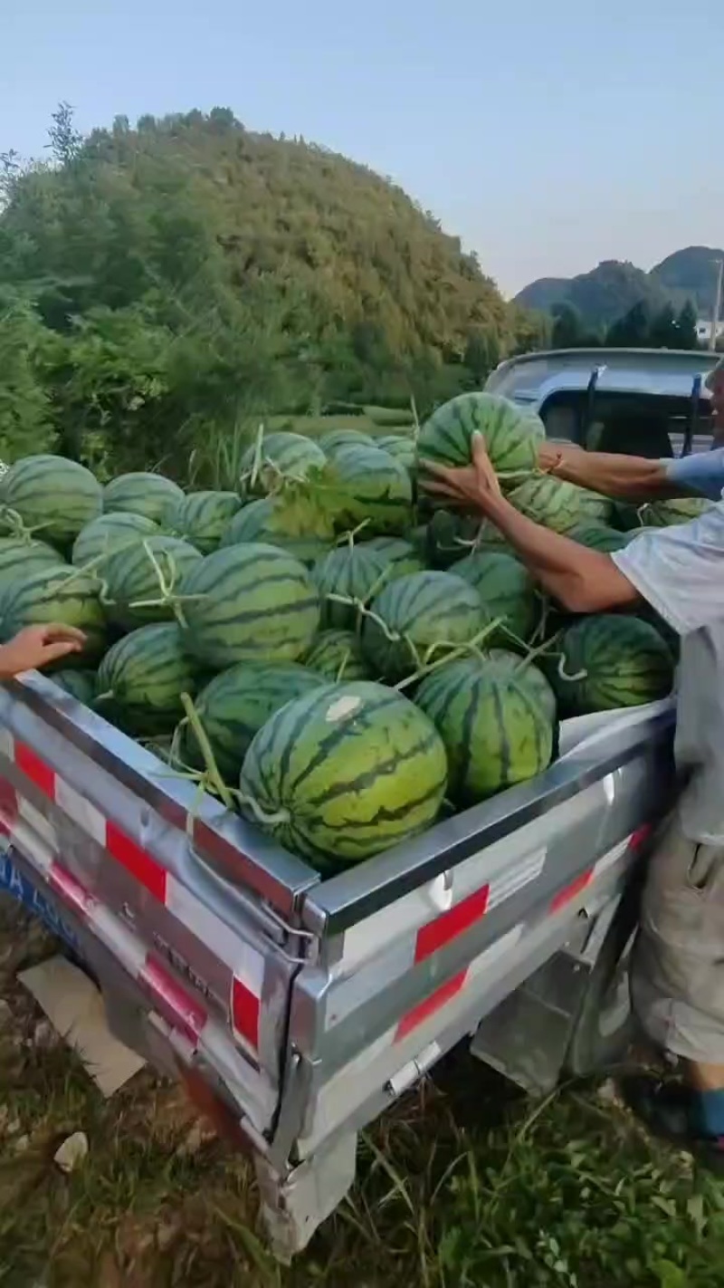 安顺露天西瓜