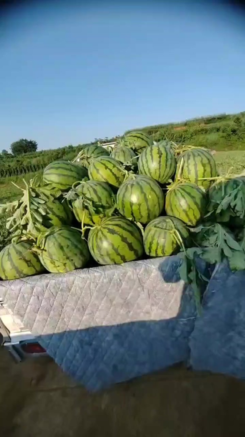 安顺露天西瓜