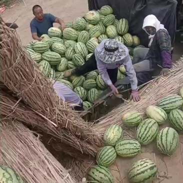巴盟沙漠1号西瓜大量有货