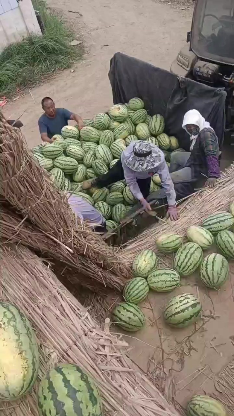 巴盟沙漠1号西瓜大量有货
