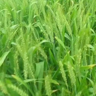 红薯粉，小麦，花生
