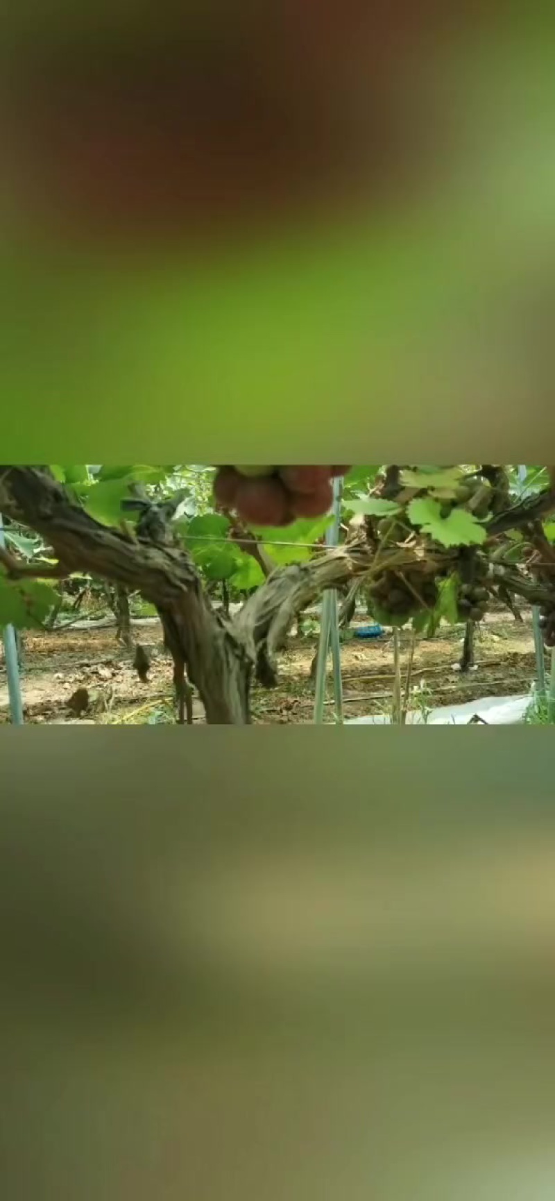 葡萄
